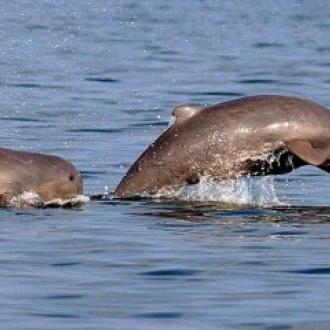 CHILIKA DOLPHIN