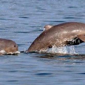 ଚିଲିକା ଡଲଫିନ