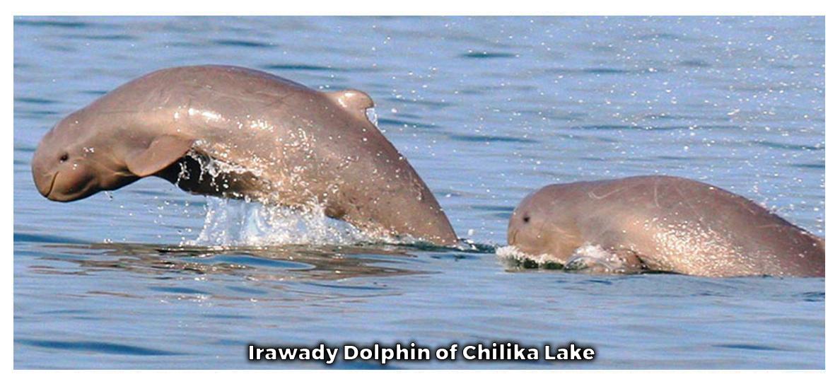 Dolphin of Chilika Lake