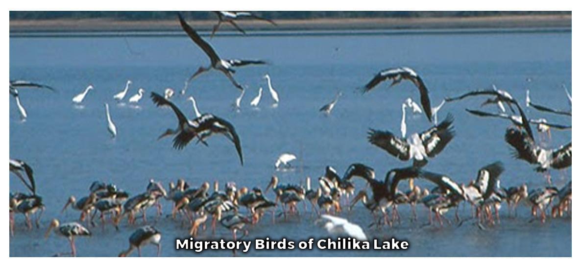 Migratory Birds of Chilika Lake