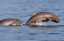 CHILIKA DOLPHIN
