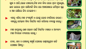 Dengu 3